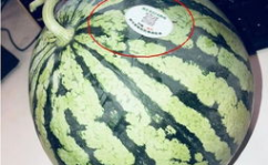 网红吃瓜骗局,揭秘网络红人背后的真相