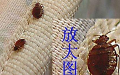 私密虱子会自己消失吗,揭秘其神秘消失过程